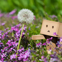 Wallpaper Danbo Box @ digaleri.com