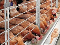 Cara Mudah Budidaya Ayam Petelur Dengan Hasil Menguntungkan