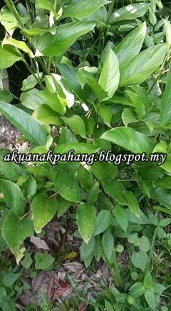 INFO DAN KHASIAT POKOK BEMBAN  AKU ANAK PAHANG