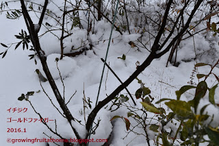 冬のイチジクゴールドファイガーの鉢植え栽培