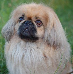 pekinese-cinsi