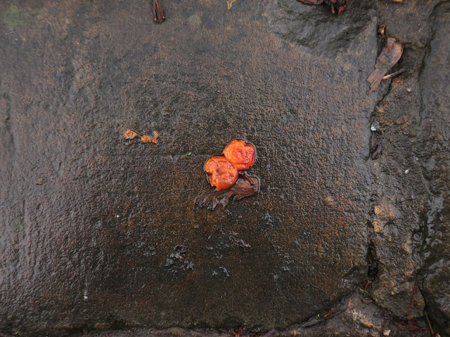 Squashed berries on broken wet pavement.