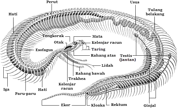 Struktur dan Fungsi Tubuh Reptilia Mikirbae