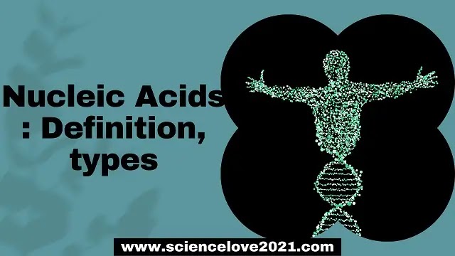 Nucleic Acids : Definition, types, structure of DNA and its type