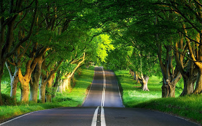 Fotografía de una carretera rodeada de árboles verdes