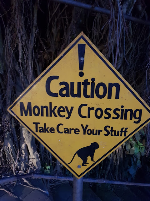 Monkey crossing-Ubud-Bali