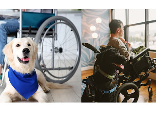 Mobility assistance dogs are trained to assist individuals with mobility impairments, such as those who use wheelchairs or have difficulty walking. These dogs can help their handlers with tasks such as opening doors, retrieving dropped items, and turning lights on and off. They can also provide stability and balance support when their handlers are walking or standing.