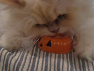 Cat Biting Pumpkin Toy