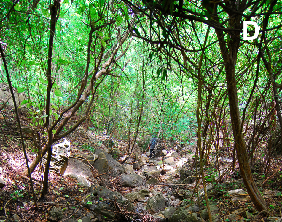 ミクロヒメカメレオンが生息するノシハラ島の西側の小川