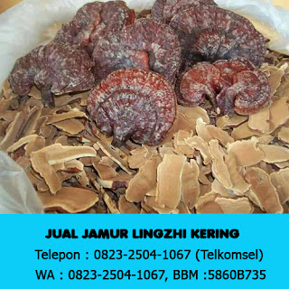 Jual Jamur Lingzhi Kering ke Jakarta Wa 0823 2504 1067