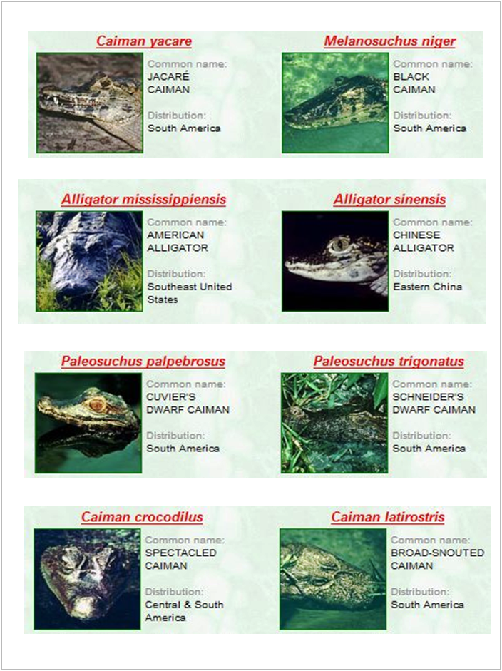 Gambar Metamorfosis Lalat Proses Tahapan Gambar 