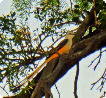 fly-catcher-bird
