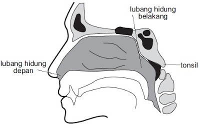 Gambar organ pernafaasan