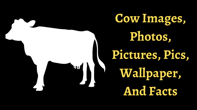 Cow Images