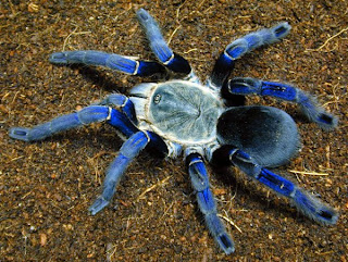 tarantula cobalt blue giant spider haplopelma lividum animal pets arachnida species wallpaper