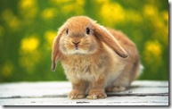 rabbit 9 1440x900 wallpaper[2]