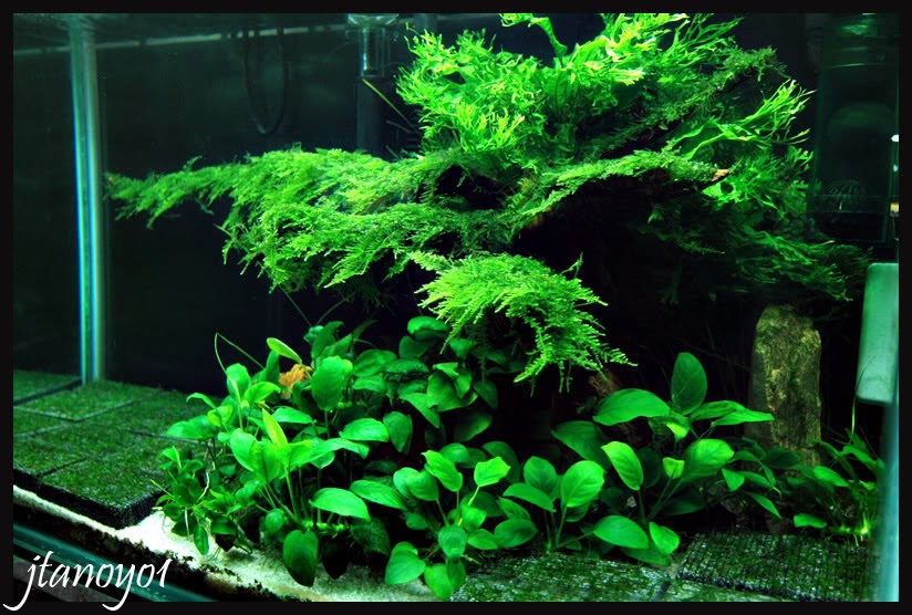 ijenisi ijenisi ikan ihiasi dan itanamani aquascape zonaquascape 