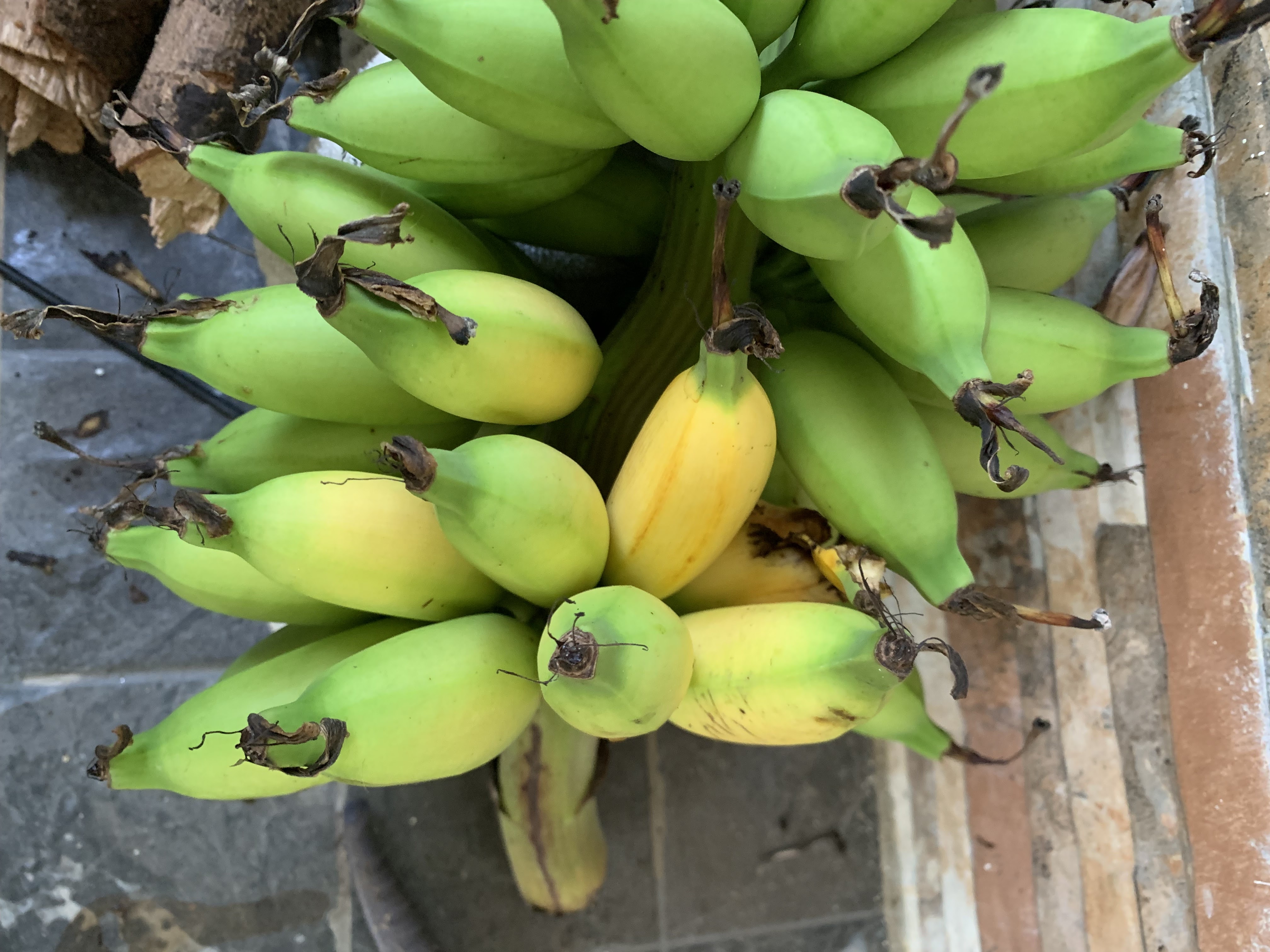 hasil bumi, tanaman sendiri, jalan-jalan pagi, cucuk tanam