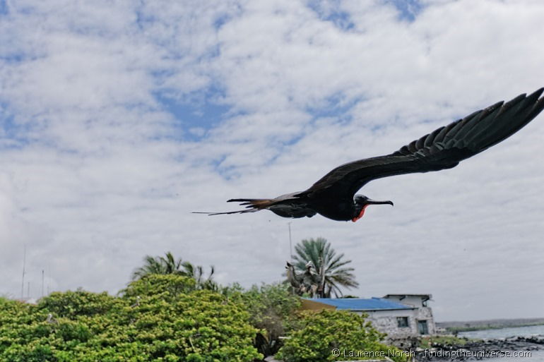 Männlicher Fregattvogel fliegt vorbei, Galapagos
