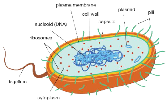 FSc Biology Part 1 XI 11th Chapter 4 The Cell Notes Long Questions fscnotes0