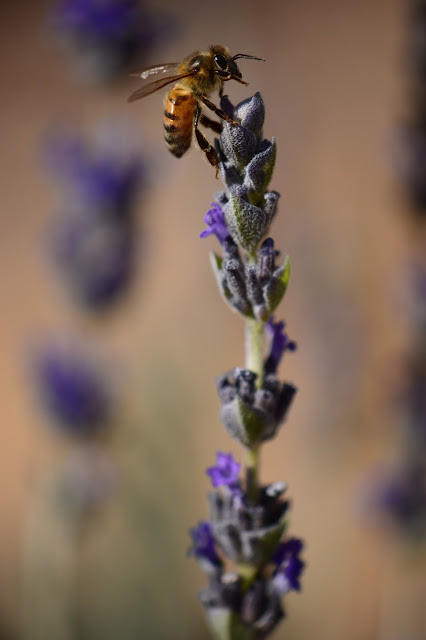 lavender, lavendula, goodwins creek gray, bee, photography, small sunny garden, desert garden, amy myers