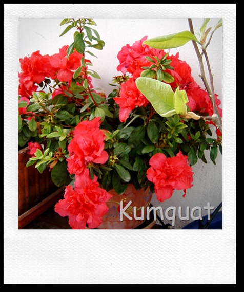 azalea 2