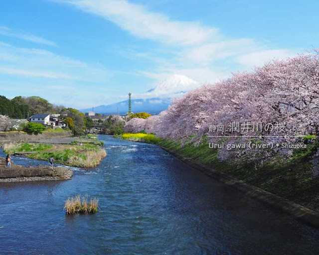 ずっと行きたかった！潤井川（富士宮）の桜