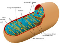 Pengertian Mitokondria, Struktur, dan Fungsi Mitokondria
