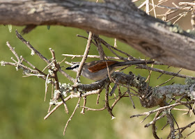 Black-crowned Tchagra - Souss Massa National Park, Morocco