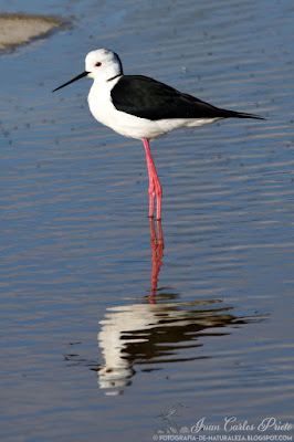 Cigüeñuela Común​ - Himantopus Himantopus (fotografia-de-naturaleza.blogspot.com)