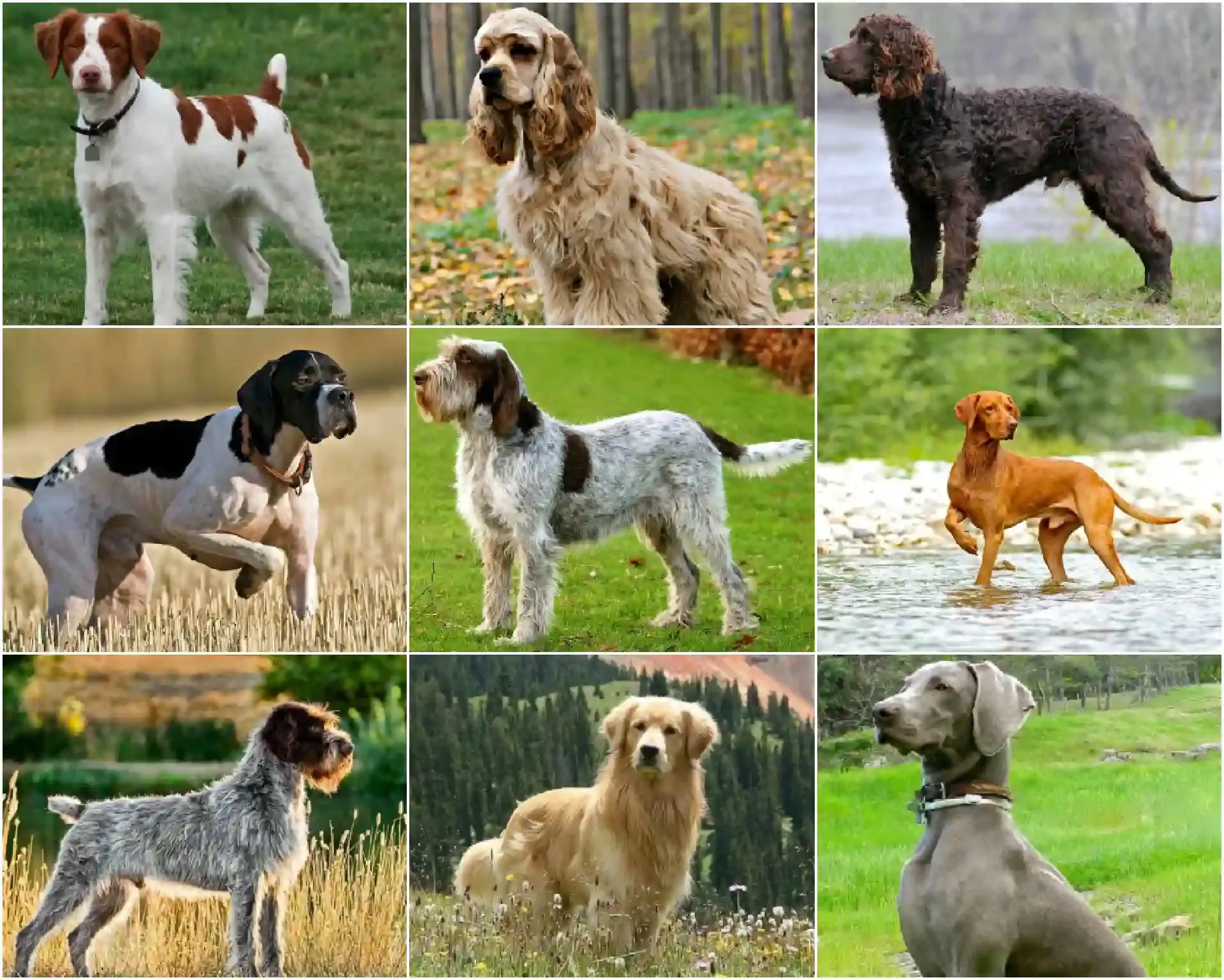 الكلاب الرياضية (Sporting Dogs)