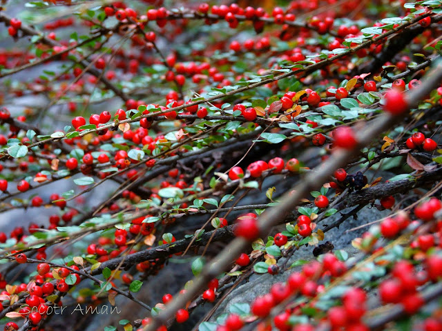 Cotoneaster horizontalis