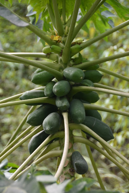 Diamond Botanical Gardens St. Lucia