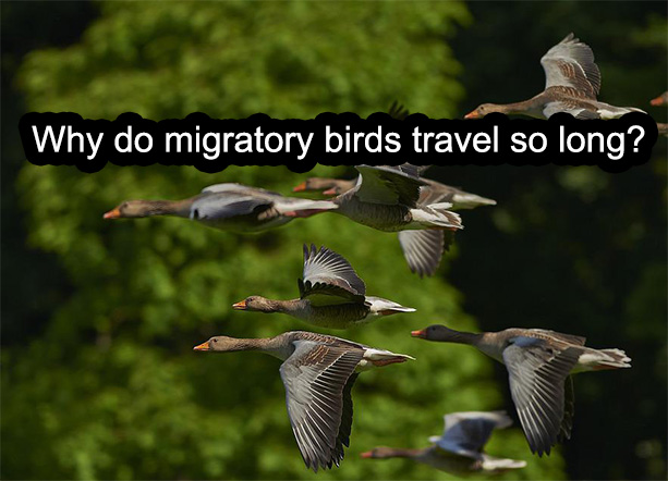 Why do migratory birds travel so long?