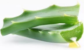 Eliksir aloe vera