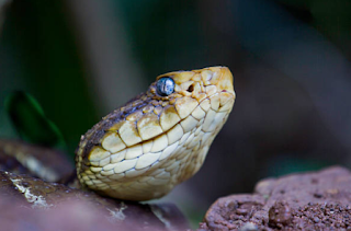 LIVRO EM PDF SOBRE SERPENTES BOTHROPS