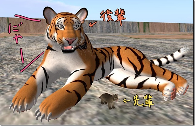 tiger4