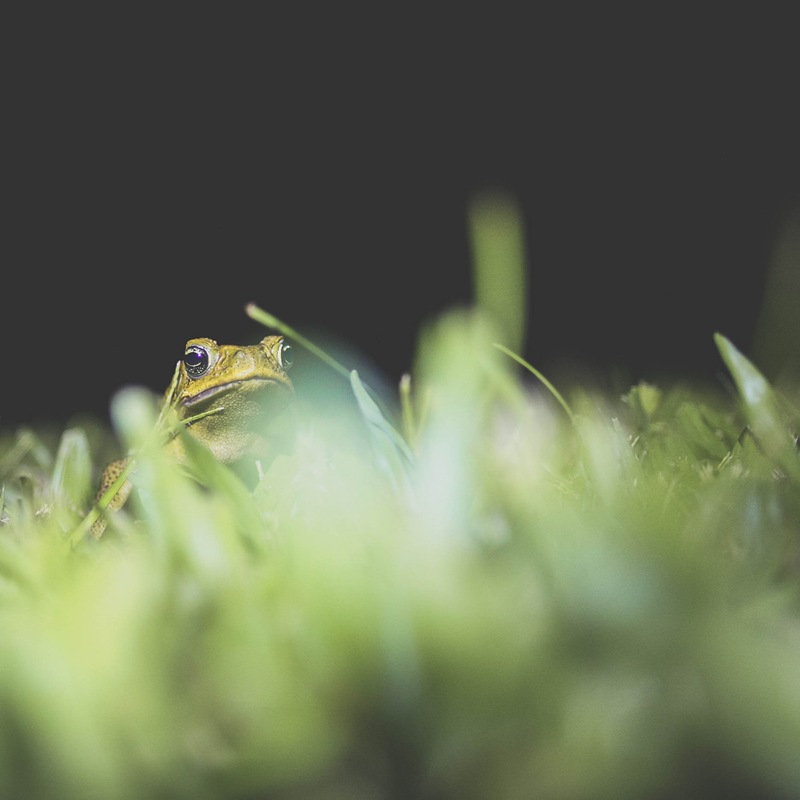 bullfrogs galore3