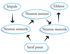 proses ssaraf