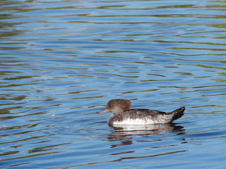 Lophodytes cucullatus - Harle couronné - Mergus cucullatus