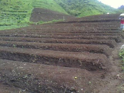 4 LANGKAH TRIK DAN CARA BUDIDAYA TANAMAN SAYAUR SAWI