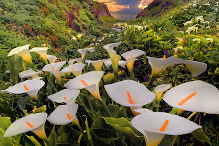 Manto de calas blancas entre montañas Fotos de flores silvestres