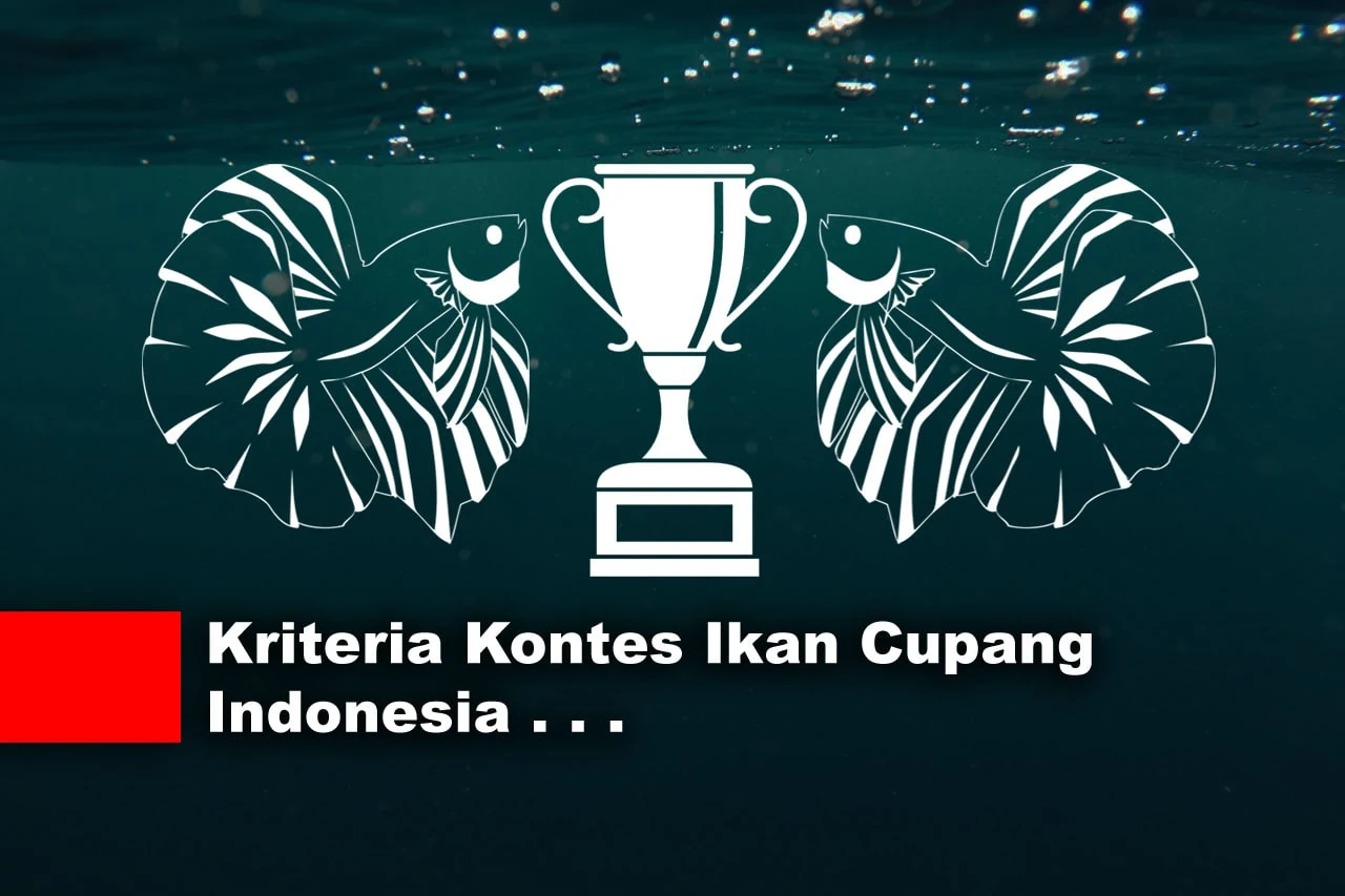 Kriteria dan Penilaian Ikan Cupang Kontes Indonesia