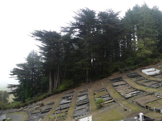 cypress trees