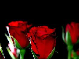 4. Red Rose Hd Wallpaper On Valentines Day 2014