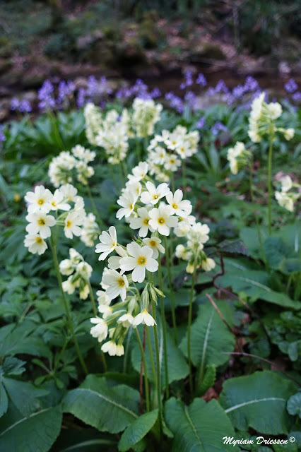 primevere primula