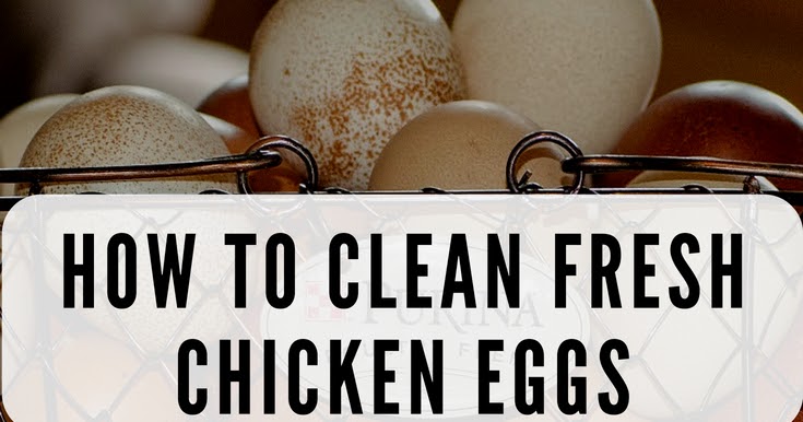 How To Clean Fresh Eggs