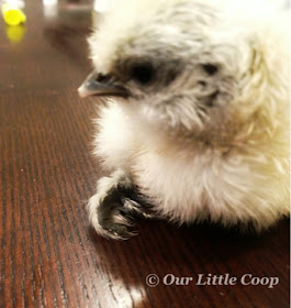 silkie, chicken, curled, toes, fix, chick