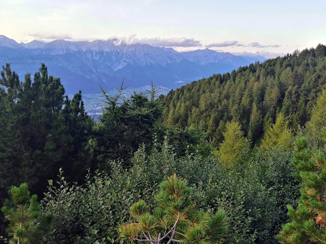 Pine forests through the Zirbenweg hike