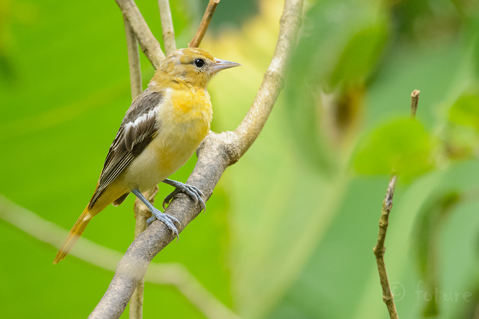 Jalakaturpial, Icterus galbula, Baltimore Oriole, Northern, peoleo, turpial